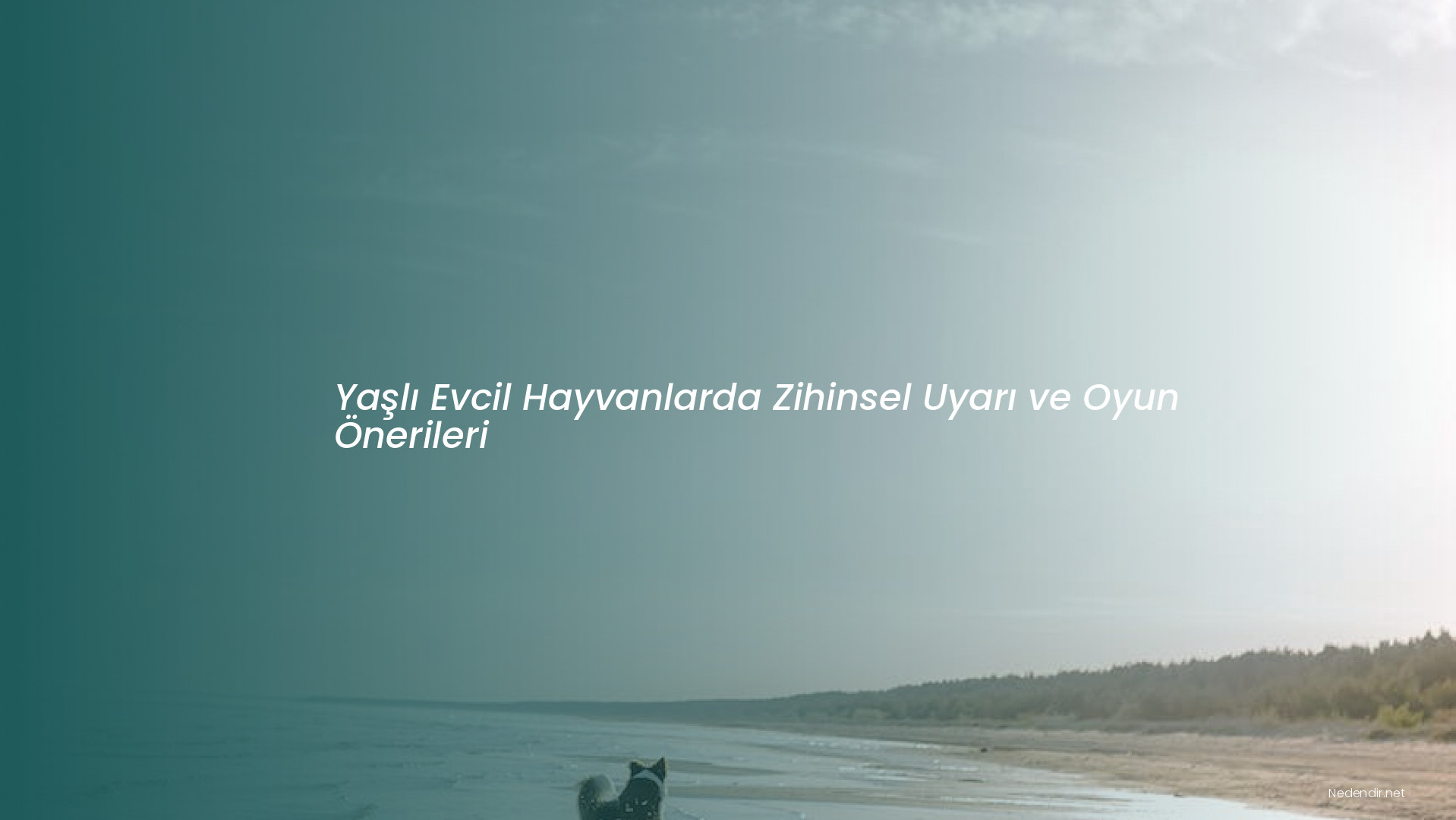 Yaşlı Evcil Hayvanlarda Zihinsel Uyarı ve Oyun Önerileri Yaşlı Evcil Hayvanlarda Zihinsel Uyarı ve Oyun Önerileri