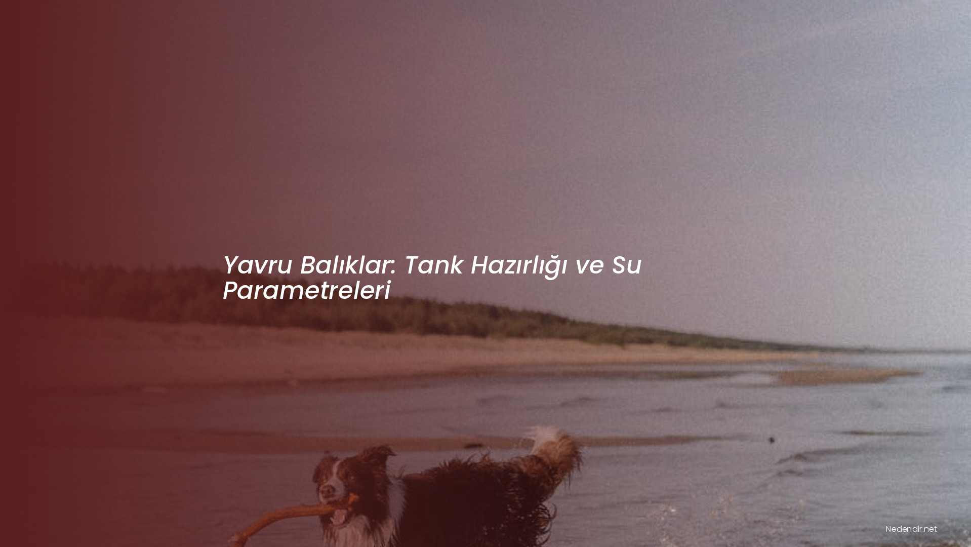 Yavru Balıklar: Tank Hazırlığı ve Su Parametreleri