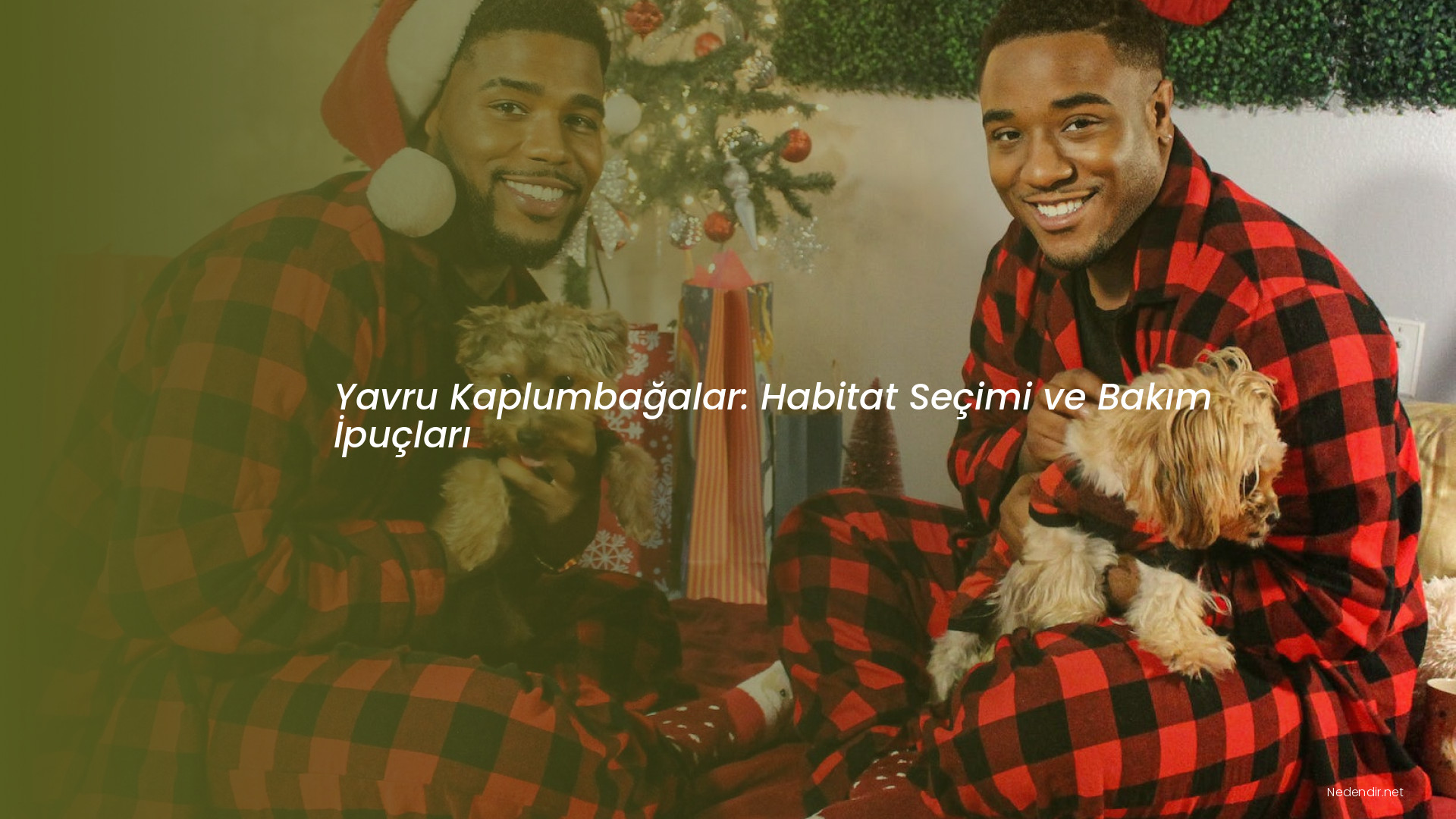 Yavru Kaplumbağalar: Habitat Seçimi ve Bakım İpuçları