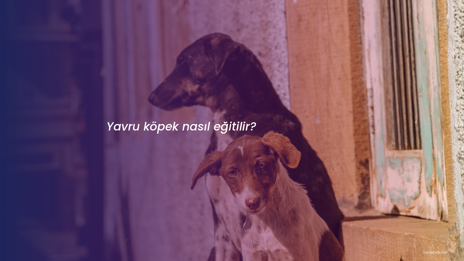 Yavru köpek nasıl eğitilir?