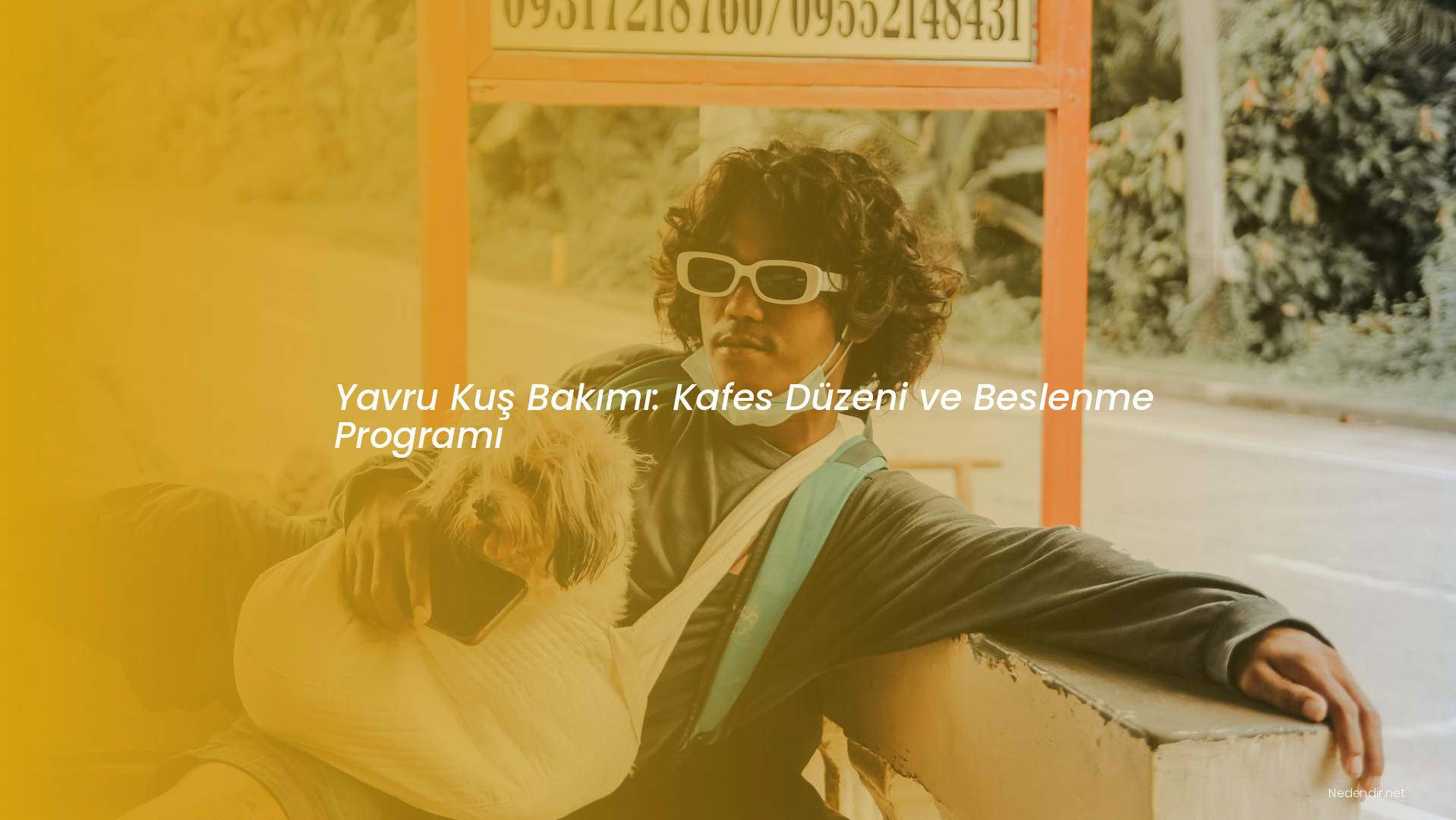 Yavru Kuş Bakımı: Kafes Düzeni ve Beslenme Programı