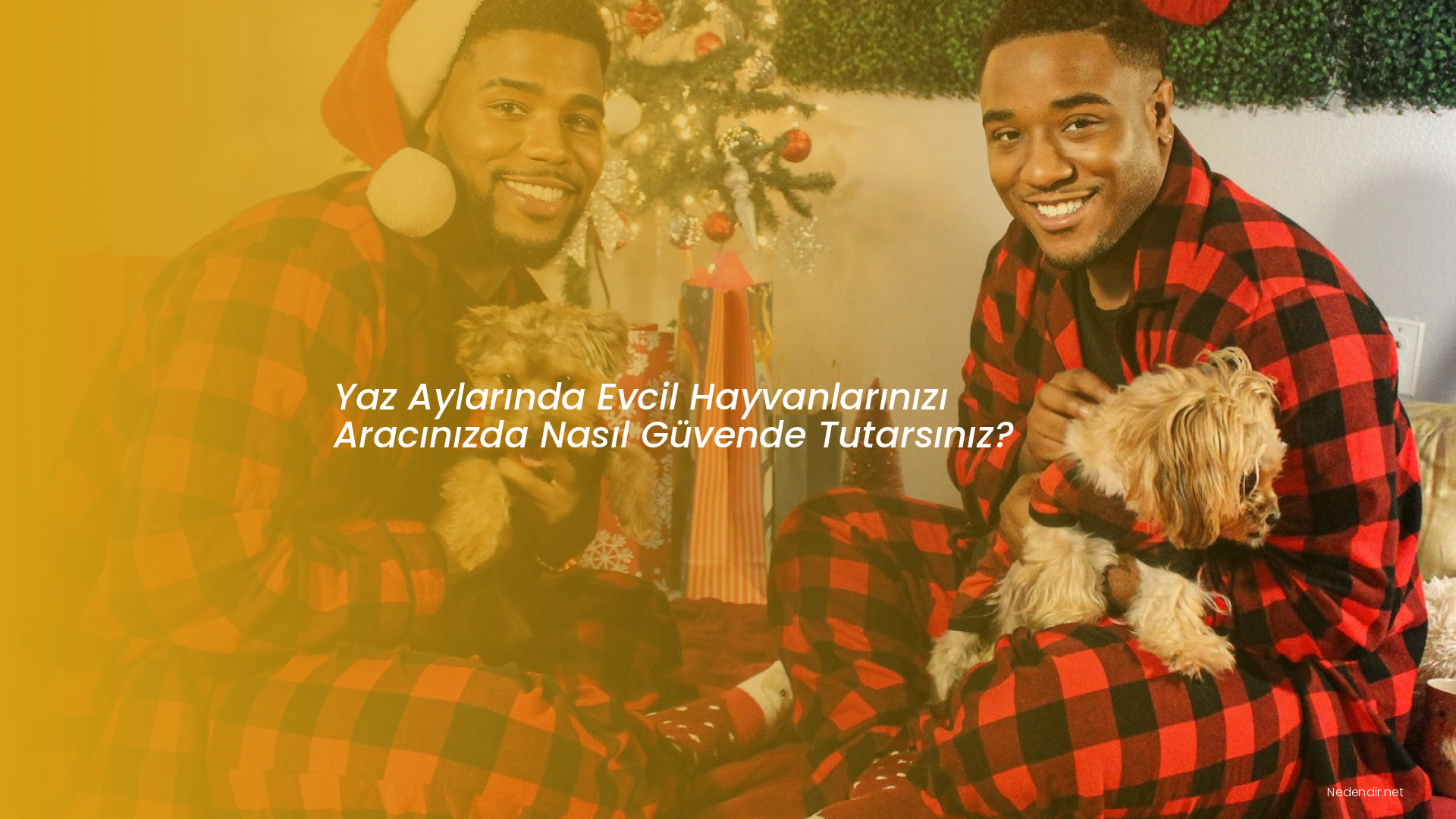 Yaz Aylarında Evcil Hayvanlarınızı Aracınızda Nasıl Güvende Tutarsınız?