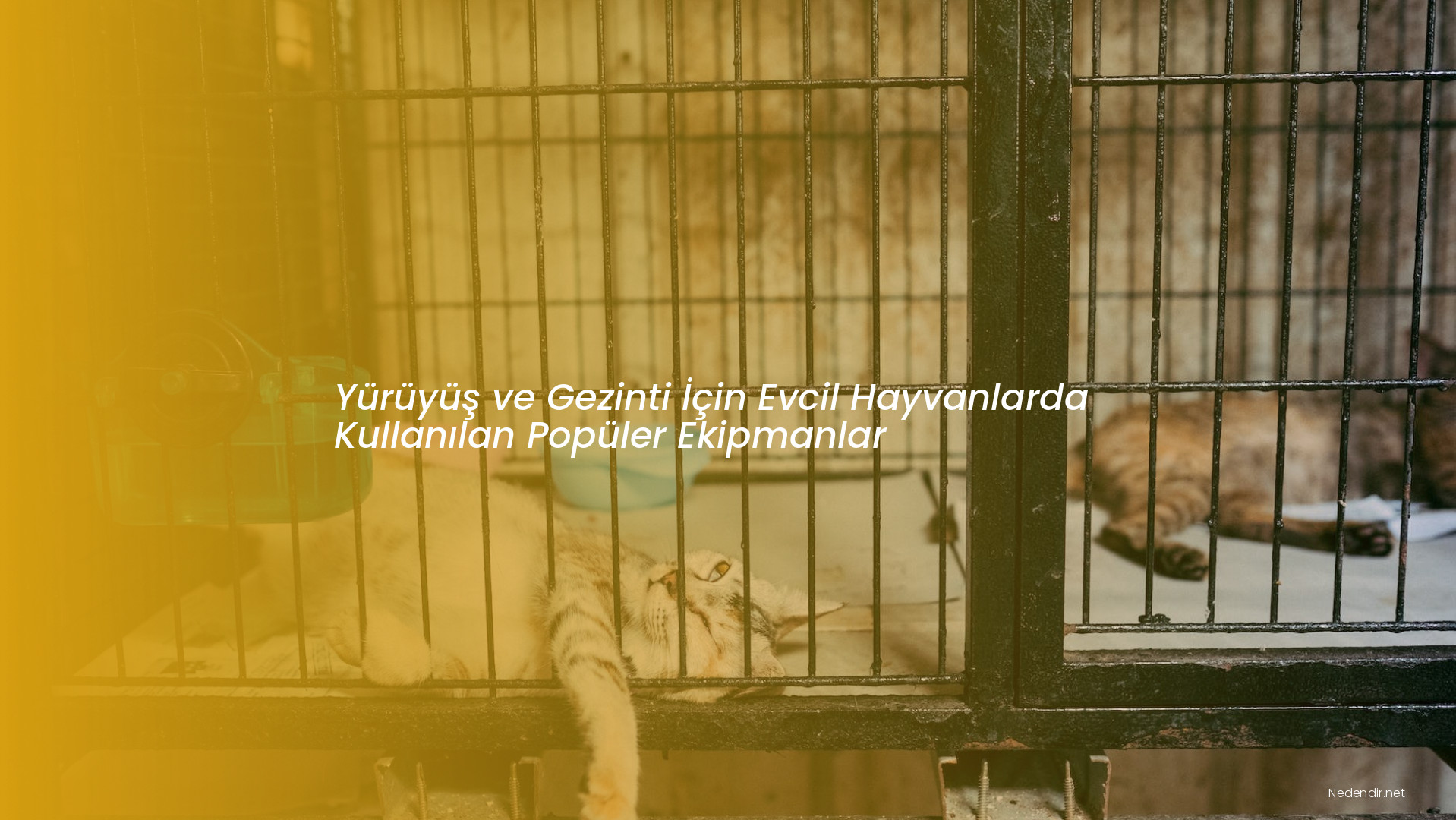 Yürüyüş ve Gezinti İçin Evcil Hayvanlarda Kullanılan Popüler Ekipmanlar