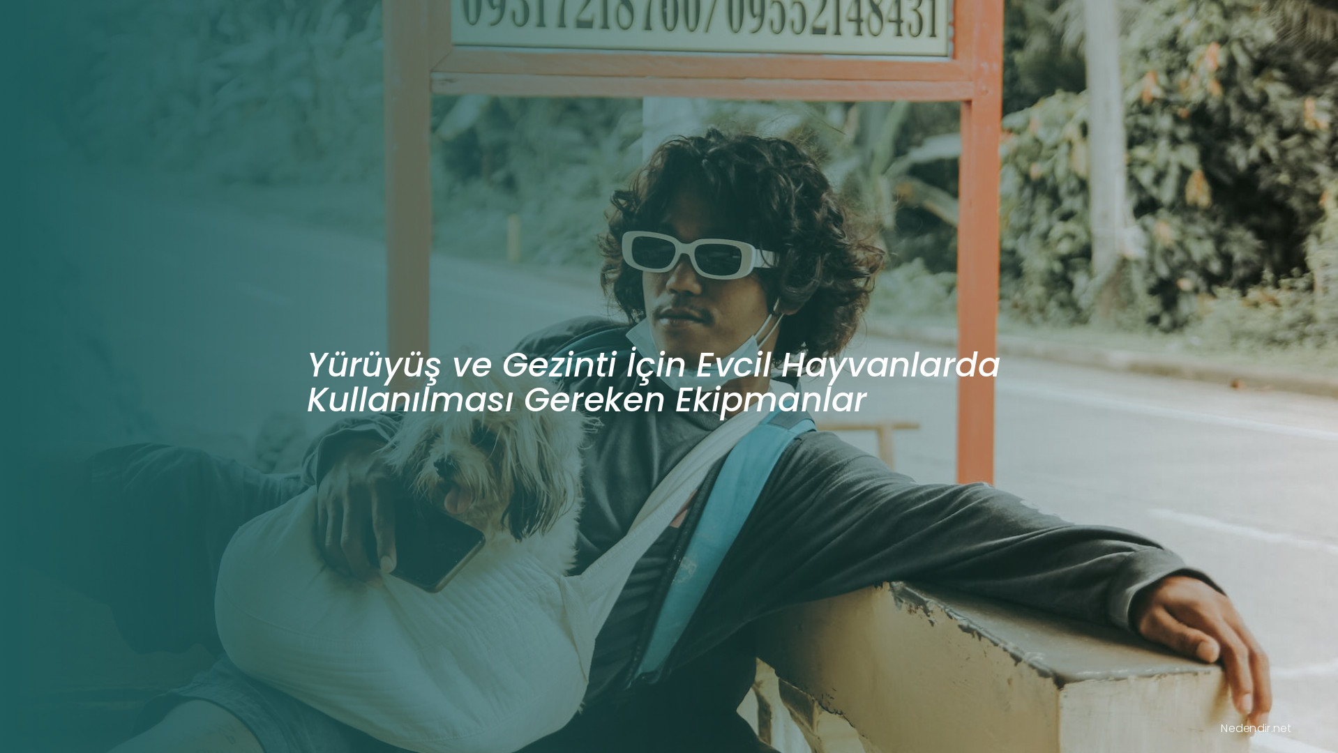 Yürüyüş ve Gezinti İçin Evcil Hayvanlarda Kullanılması Gereken Ekipmanlar